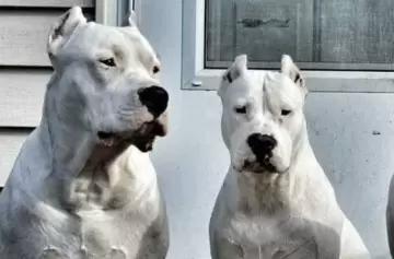 Hizo historia: Toky, el perro de Córdoba que fue elegido como el mejor del mundo en su raza