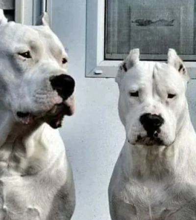 El Dogo argentino fue premiado en EEUU