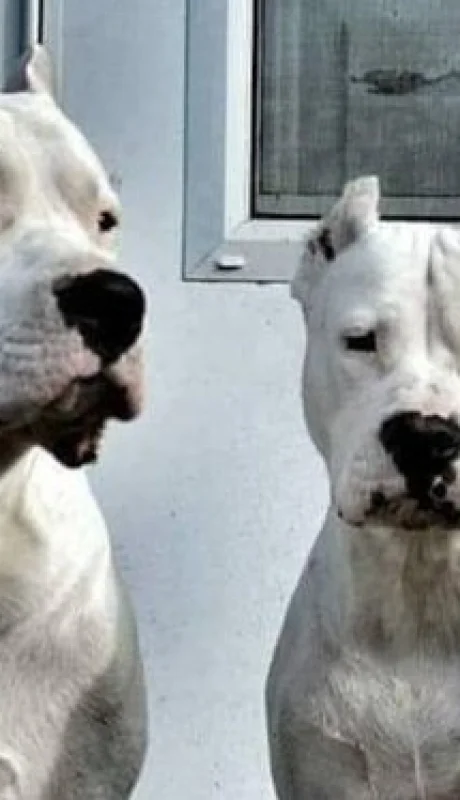 El Dogo argentino fue premiado en EEUU