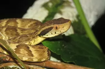 Ni torniquete ni tajos: por qué las maniobras tipo "Rambo" agravan las mordeduras de yarará