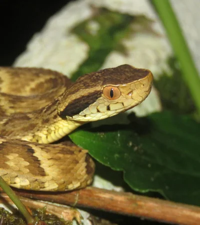 La yarará es la principal causante de este tipo de mordeduras en Argentina, pero es menos frecuente y mortal de lo que se cree.