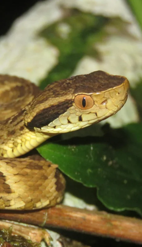 La yarará es la principal causante de este tipo de mordeduras en Argentina, pero es menos frecuente y mortal de lo que se cree.