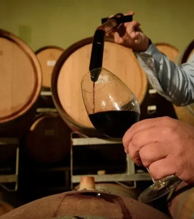 Cosecha 2026: Entre la tradición del tacho y la llegada de nuevas tecnologías de control, así se vive el trabajo en las viñas este año.