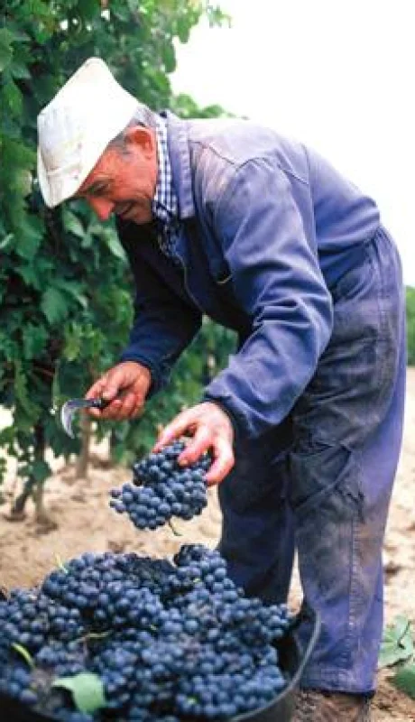 El sector, en crisis