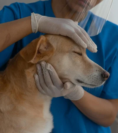 Crecen los casos de coronavirus en perros dentro de Argentina.