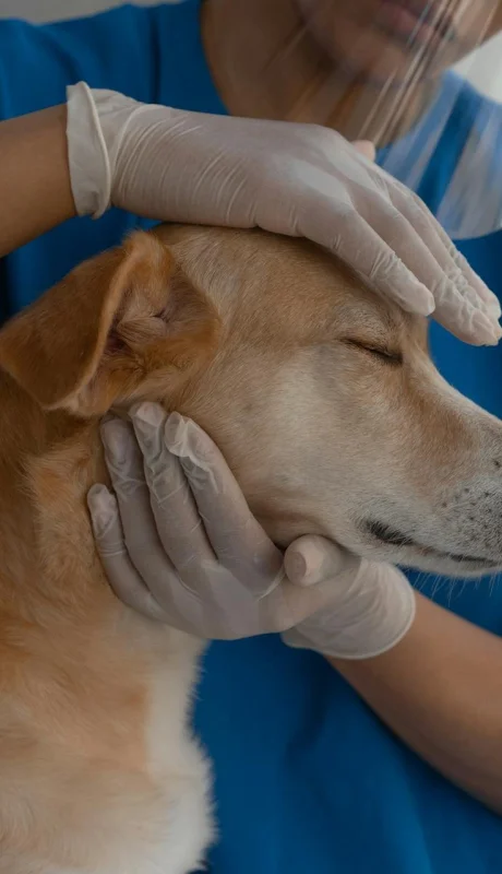 Crecen los casos de coronavirus en perros dentro de Argentina.