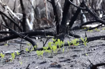 Restauración activa: la innovadora técnica para recuperar los bosques de la Patagonia tras los incendios