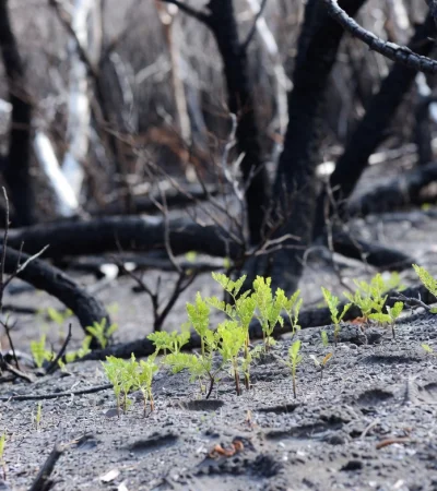 Expertos del CONICET y el INTA proponen un plan de restauración activa en Parques Nacionales.