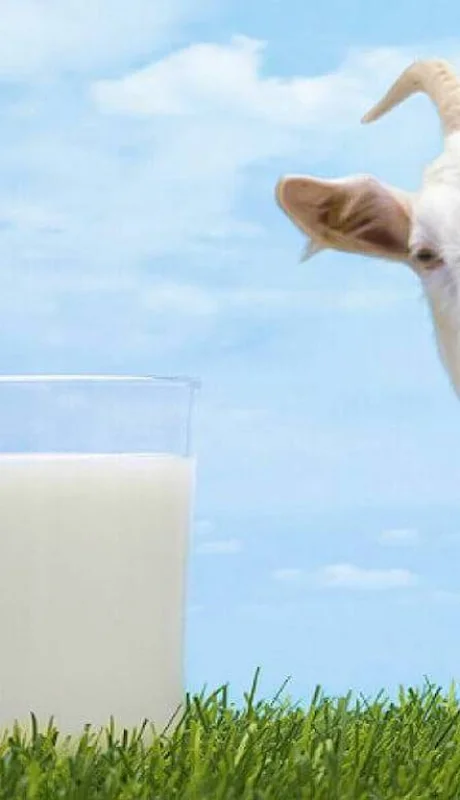 La leche de cabra puede ser una alternativa para la leche de vaca
