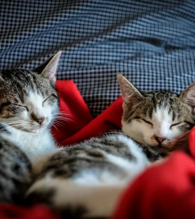 La especialista Alejandra López Irala derriba mitos sobre el comportamiento felino y advierte sobre la seguridad en el hogar.