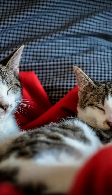 La especialista Alejandra López Irala derriba mitos sobre el comportamiento felino y advierte sobre la seguridad en el hogar.