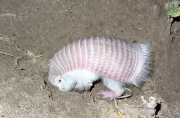 Mendoza protege al "hada rosa" en la reserva Ñacuñán