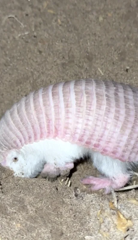 Con apenas entre 7 y 11 centímetros de largo, el pichiciego es el armadillo más pequeño del mundo.
