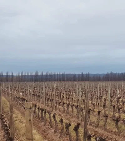 El agro mendocino tiene opciones ante las inclemencias climáticas