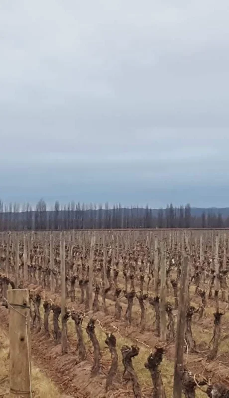 El agro mendocino tiene opciones ante las inclemencias climáticas