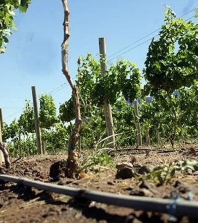 Menos costos para producir: confirman reducción del IVA en energía eléctrica para el sector agropecuario