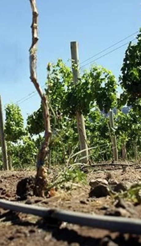 Menos costos para producir: confirman reducción del IVA en energía eléctrica para el sector agropecuario